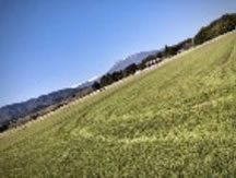 Rounded Image